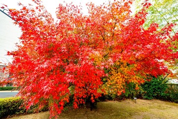 日田市西有田の紅葉