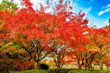 日田市西有田の紅葉