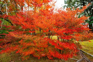 日田市西有田の紅葉