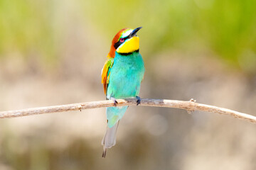 Obraz premium European Bee-eater (Merops apiaster) perched on branch with soft green background