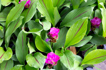Pink flower of curcuma sessilis gage plant