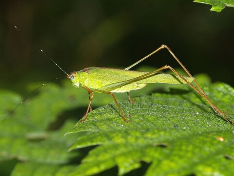Phaneroptera nigroantennata katydid on green leaves in the natural grass field photography not AI generated