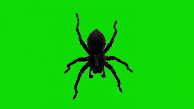 A black spider isolated on a green screen background viewed from directly above, showcasing its eight legs and body in detail.