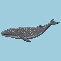 Gray Whale  with Spotted Skin and Barnacles - Animal Character Vector Illustration 