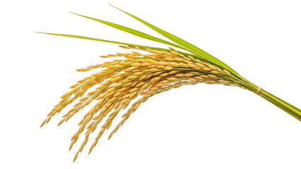 Golden rice stalks with green leaves tied with a band