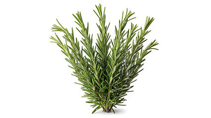 Fototapeta premium Fresh green rosemary herb sprigs on white background