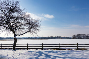 winter landscape with trees and snow