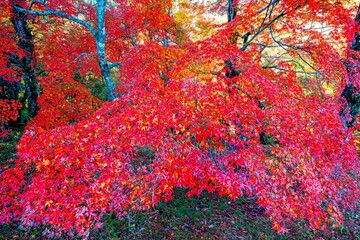 用作公園の紅葉