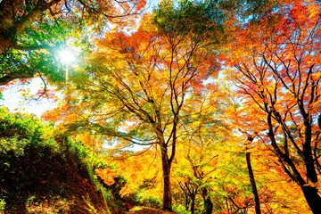 用作公園の紅葉