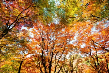 用作公園の紅葉