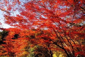 用作公園の紅葉