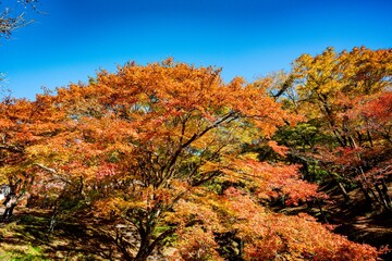 用作公園の紅葉
