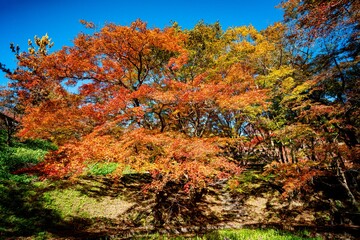 用作公園の紅葉