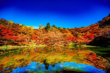 用作公園の紅葉