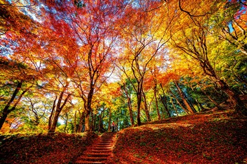 用作公園の紅葉