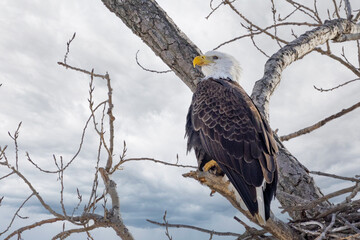 Eagle in a tree