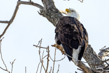 american bald eagle
