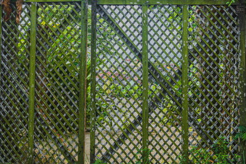 Full Frame Texture of Mossy Green Wooden Diamond Latticework