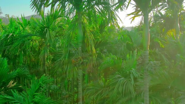 aerial view of areca nut tree farm at sunset