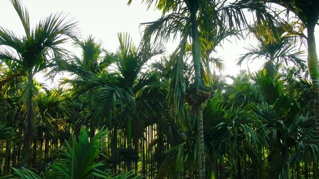 aerial view of areca nut tree farm at sunset