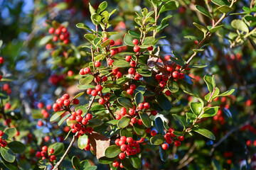 アマミヒイラギモチ　Okinawan holly