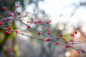 ウメモドキ　Japanese winterberry