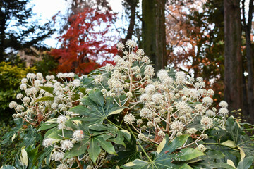 ヤツデ　Japanese aralia