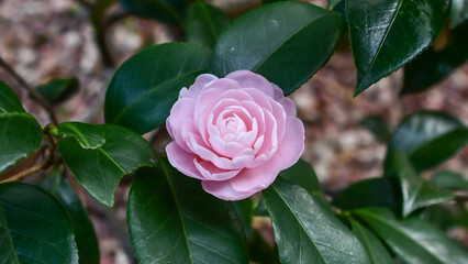 椿「淡乙女」　Camellia 'Awaotome'