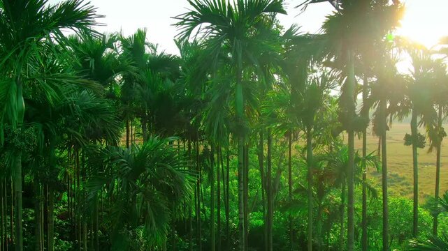 aerial view of areca nut tree farm at sunset