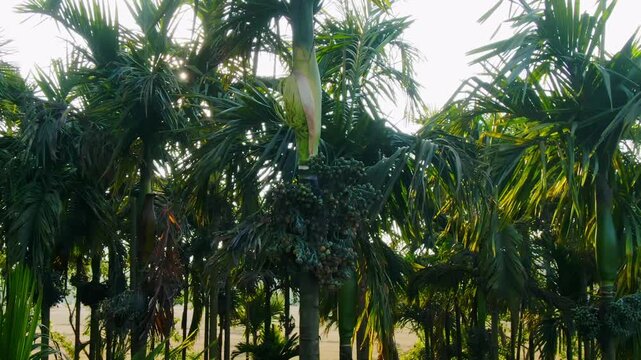 aerial view of areca nut tree farm at sunset