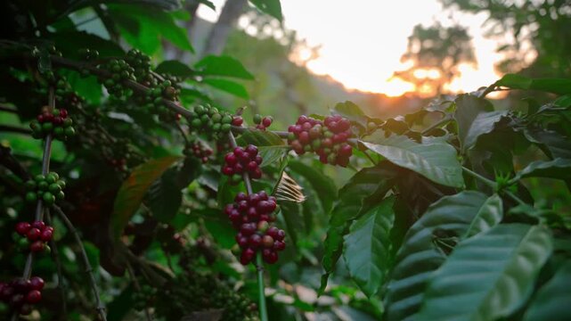 Coffee plantation cultivation, Coffee bean business industry. Close up of Red ripe Arabica or Robusta coffee cherries beans on coffee tree at agriculture farm field on the mountain.