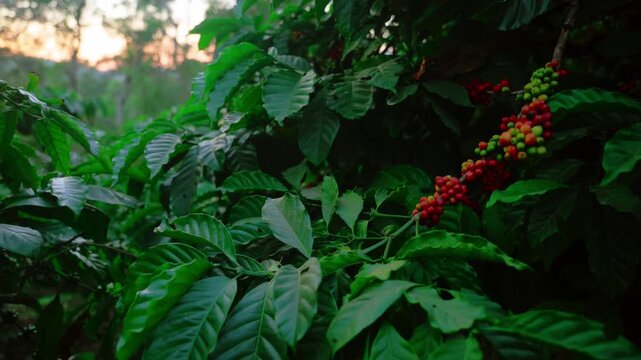 Coffee plantation cultivation, Coffee bean business industry. Close up of Red ripe Arabica or Robusta coffee cherries beans on coffee tree at agriculture farm field on the mountain.