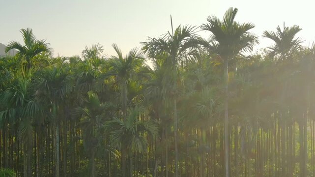 aerial view of areca nut tree farm at sunset