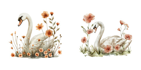 swan and flowers watercolor vector illustration © Dar
