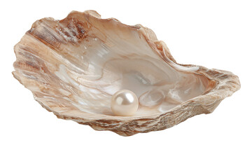 Open Oyster Shell with Pearl