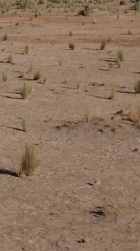 Sparse Desert Shrub Tufts on Arid Hardpan