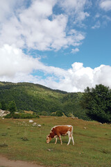 Fototapeta premium cow meadow pasture grazing field mountain landscape sky clouds rural nature peaceful scene with cow feeding on grass in pasture under blue sky and wide green hills