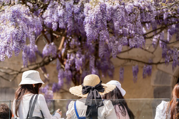 a group of women with bright purple wisteria blooming in the background