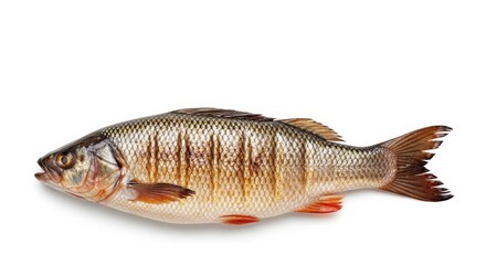 Fototapeta premium Isolated perch showcasing detailed scales and fins against a clean white background