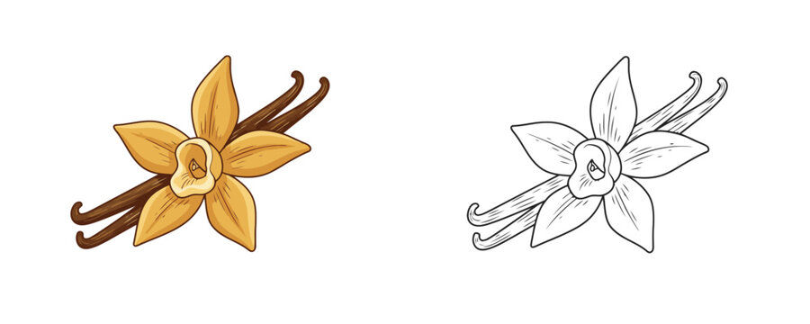 Vanilla flower with dried pods in cartoon and line art styles yellow and brown colors for culinary spice or aromatherapy and natural flavor representation on white background