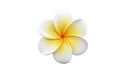 Fototapeta premium Isolated Plumeria Flower on White Background