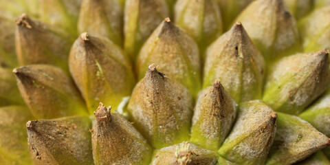 Durian fruit skin texture with sharp, brownish green thorns