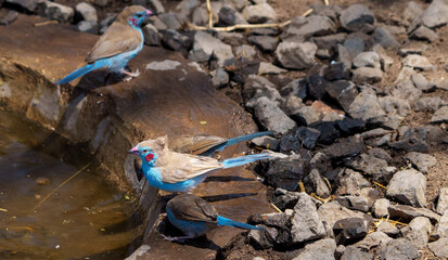 Small group Red-cheeked cordon-bleus waxbill or Uraeginthus bengalus around bird bath