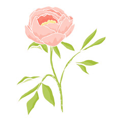 Hand drawn pink peony flower illustration isolated on white background