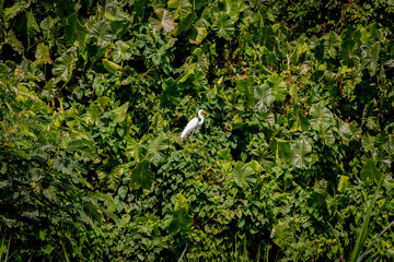 Garça branca pousada em meio à densa vegetação tropical da Amazônia © Rbio