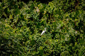 Garça branca pousada em meio à densa vegetação tropical da Amazônia © Rbio