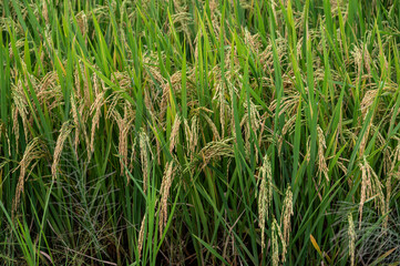 Obraz premium Rice paddy field in rural Thailand. Thailand has a strong tradition of rice production. It has the fifth largest amount of rice cultivation in the world.