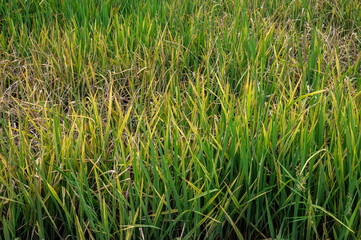 Fototapeta premium Rice leaf turn into yellow caused of overfertilization. Nitrogen can also make your grass turn yellow due to chemical burn and eventually kill it. 
