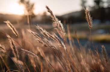 Tall grass with long blades in a natural outdoor setting during sunset