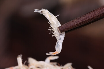 Fototapeta premium Dried Sea Shrimp on Branch with Translucent Skin Detail